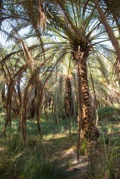 Landscape view of tall large date palm tree phoenix dactylifera in agricultural farm plantation