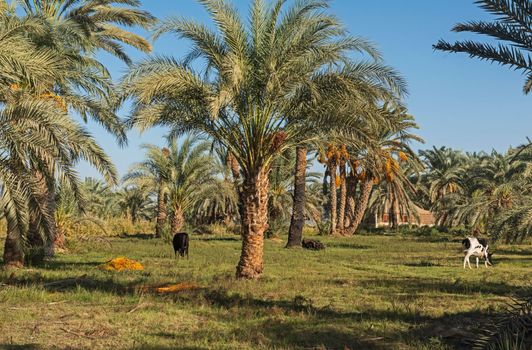 Landscape view of tall large date palm tree phoenix dactylifera in agricultural farm plantation field with cattle livestock