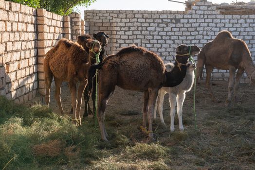 Herd of young dromedary camels camelus dromedarius at african egyptian livestock farm in pen