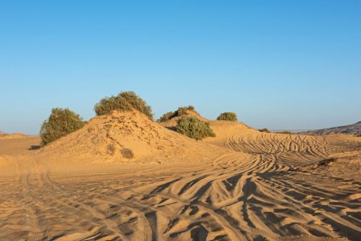 Landscape scenic view of desolate barren western desert in Egypt with bushes on sand dunes and vehicle tracks in sand