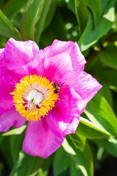 Beautiful pink peony flower with pollinator wasp. Summer is blooming and fragrant