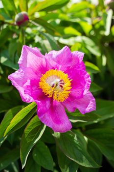 Beautiful pink peony flower. Summer is blooming and fragrant. Close up, vertical photo