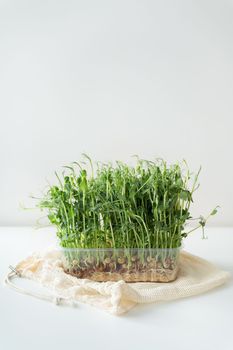 Vegetable pea sprouts, microgreens on white background, vegan health superfood