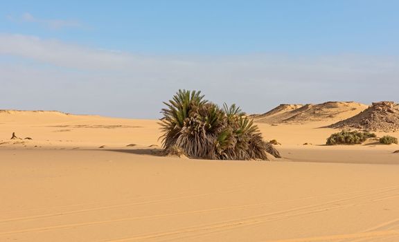 Landscape scenic view of desolate barren western desert in Egypt Farafra oasis with bushes on sand dunes