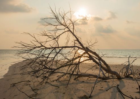 Remote tropical island paradise with beach and dead tree branches wood lying buried and sea landscape background
