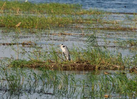 Grey heron ardea cinerea stood on edge of river bank wetlands in grass reeds