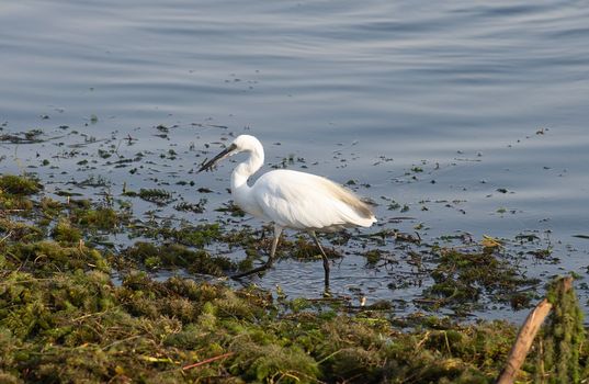 Great egret ardea alba walking on edge of river bank wetlands in grass reeds