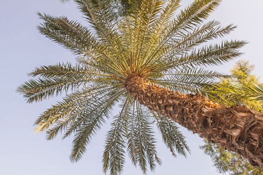Abstract view of tall large date palm tree phoenix dactylifera with trunk