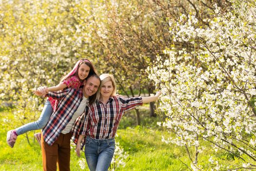 family walk the cherry trees.