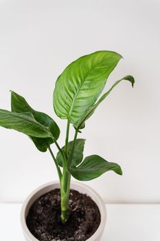 Dieffenbachia, a popular indoor plant, stands in a pot on a table. Caring for indoor plants