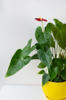 Red anthurium with many large green leaves in a beautiful ceramic bright yellow pot stands at home on a white table. Caring for house plants