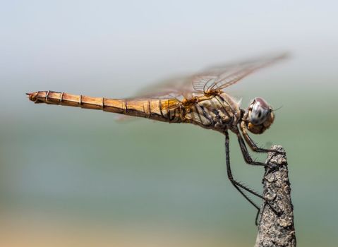 Closeup macro detail of wandering glider dragonfly Pantala flavescens perched on metal fence post in garden
