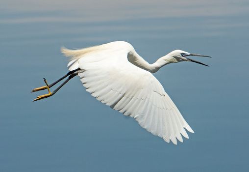 Great egret ardea alba in flight with wings spread over water of river with mouth open