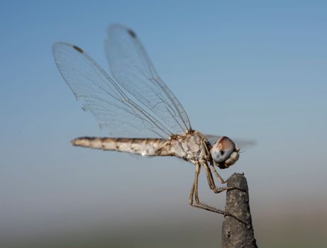 Closeup macro detail of wandering glider dragonfly Pantala flavescens perched on metal fence post in garden