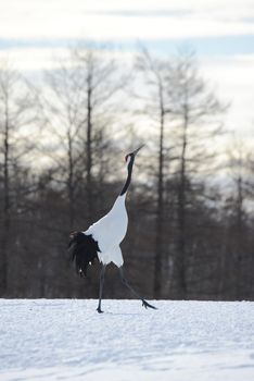 Japanese crane in Hokkaido