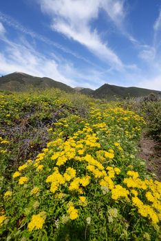 flower at big sur coast in california