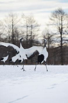 Japanese crane in Hokkaido