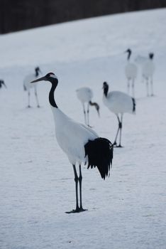 Japanese crane in Hokkaido