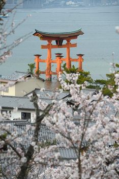 red gate at miyajima with cherry blossom