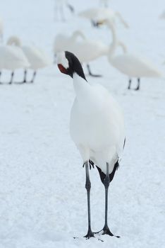 Japanese crane in Hokkaido