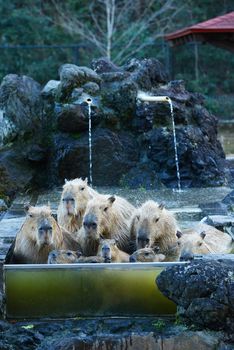 capybara family in hot springs onsen