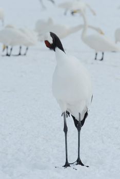 Japanese crane in Hokkaido