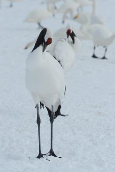 Japanese crane in Hokkaido