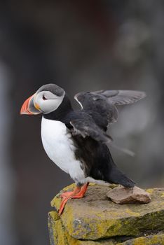 Puffin from westfjord in Iceland