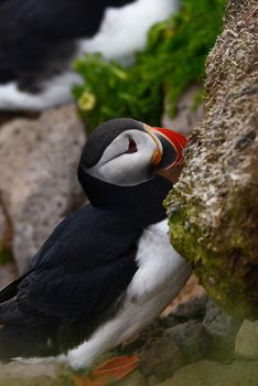 Puffin from westfjord in Iceland