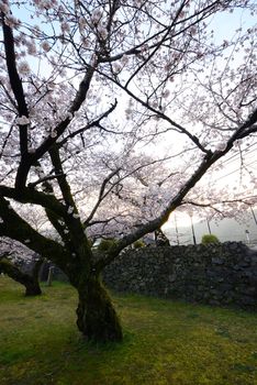 sakura blooming tree at iwakuni