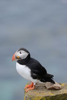 Puffin from westfjord in Iceland