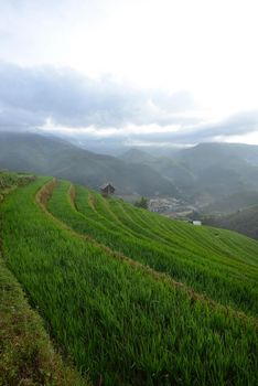 rice terrace from mu cang chai, vietnam