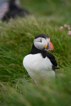 Puffin from westfjord in Iceland