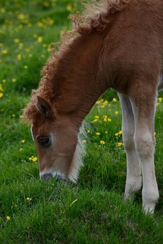 Iceland Horse on green grass