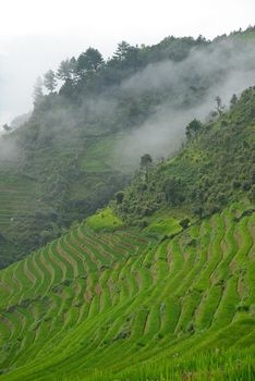 rice terrace from mu cang chai, vietnam