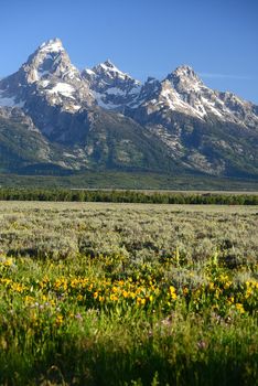 grand teton peaks with snow cap in wyoming