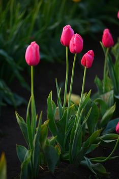 tulip in flower field in oregon