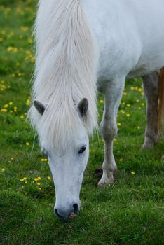Iceland Horse on green grass