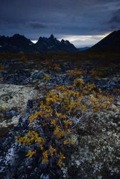 tombstone mountain landscape in yukon