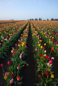 tulip in flower field in oregon