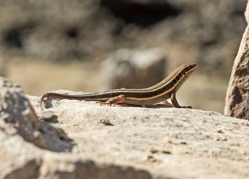 Blue-tailed skink lizard stood on a stone rock in rural countryside garden sunbathing