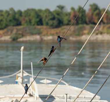 Red-breasted swallow cecropis semirufa perched on a rope of sailing boat with river in background