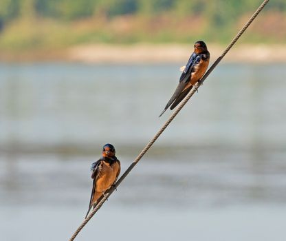 Pair of red-breasted swallow cecropis semirufa perched on a rope of sailing boat with river in background