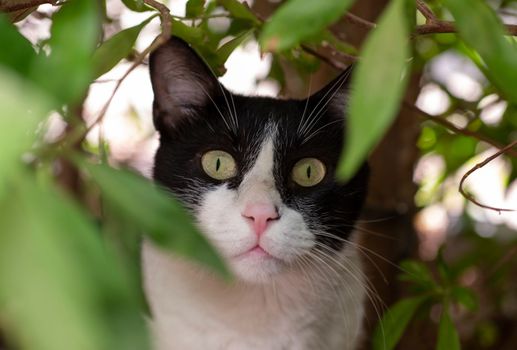 Closeup of cute domestic black and white house cat felis catus hiding in green bush of garden outdoors