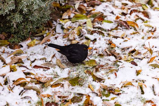 A blackbird searches for food between snow, frost and leaves in winter, Germany