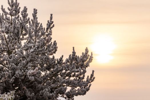 Mood in the evening in winter with a tree and the warm light of the sun with copy space