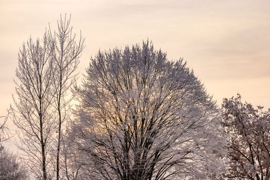 Light mood in the evening in winter with iced trees in the back light