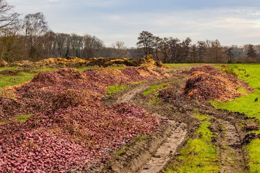 Huge amounts of onions disposed on a field as food destruction in abundance society, Germany