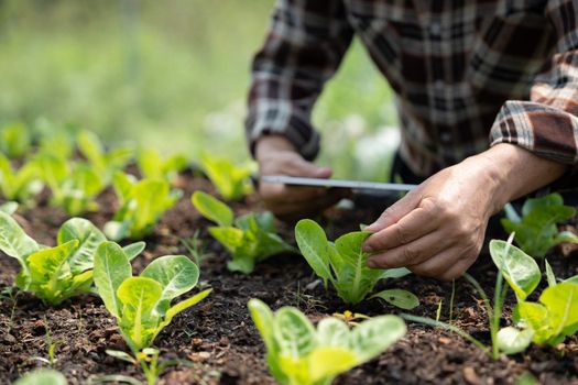 Close up business owner observes about growing organic arugula on hydroponics farm with tablet on aquaponic farm, Concept of growing organic vegetable.