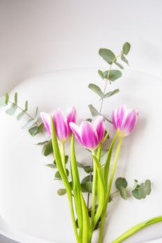 Beautiful purple tulip with eucalyptus on a white chair. Spring mood